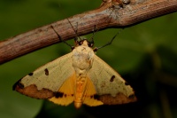 ophiusa tirhaca  8237